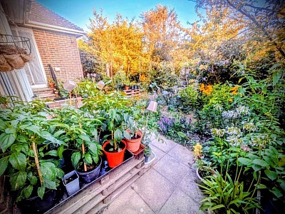 ​A garden doesn't need a vast estate to be meaningful. Whether it's a collection of pots on a patio or a community plot, the act of nurturing these green lives brings a universal sense of peace and purpose to our daily routines.