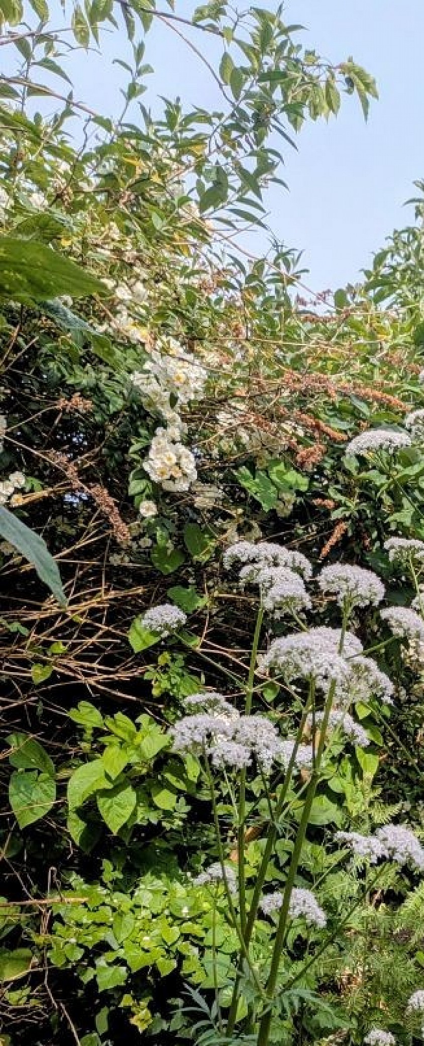 Tall stems of common valerian with clusters of small white and pale pink flowers growing in a lush, green Sussex garden.