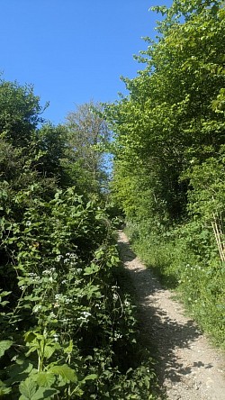 A narrow, unpaved chalk  path of the North Lancing Bridleway winding into the distance, bordered by dense green bushes, cow parsley, and tall, lush leafy trees under a bright blue, cloudless springsky.