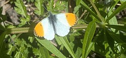 A close-up overhead shot of a male Orange Tip butterfly resting on bright green leaves, showcasing its distinct white wings with vibrant, bright orange tips and a small black spot on each upper wing.