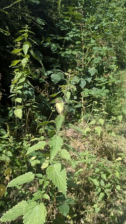 A sun-dappled view of native wayside flora, featuring a prominent, jagged-leaved stinging nettle in focus against a wild, dense backdrop of green bramble bushes lining a pathway.