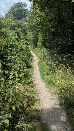 ​A view looking up a narrow, unpaved bridleway track as it snakes ahead. The sun-dappled dirt path is framed by lush, overgrown wayside greenery, wild brambles, and a tall canopy of leafy green deciduous trees under a blue sky with light clouds.