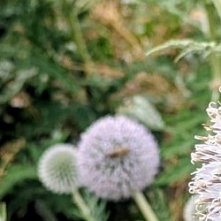 Bee on Globe Thistle at Temple Newsam
