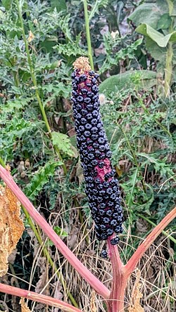 Pokeweed at Temple Newsam