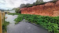 Squashes at Temple Newsam