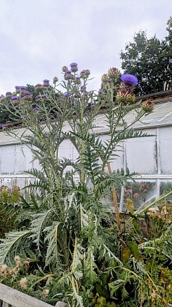 Cardoon at Temple Newsam
