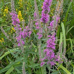 Purple Loosestrife at Temple Newsam