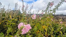 The wonderful herbaceous borders in the Walled Garden