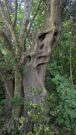 Shade and beauty on The North Lancing Bridleway