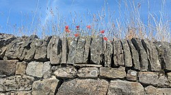 Dry stone walling with Poppies above at Fountains Abbey