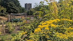 The Hubby Tower at Fountains Abbey through a blaze of Fennel