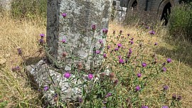 Knapweed and stone compliment one another at Fountains Abbey