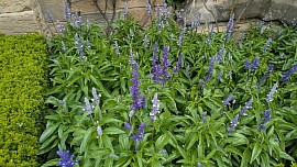 Durham Cathedral garden